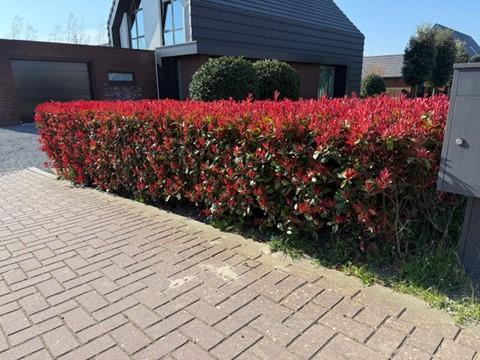 Glanzmispel Photinia fraseri Carre Rouge – Immergrüne Heckenpflanzen – 8 Pflanzen – 1 m – 9 cm Höhe 30–35 cm – Rote & grüne Blätter – Pflegeleicht 