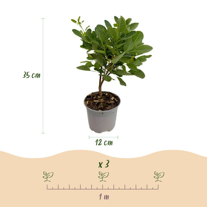 GreenboutiQ - Gartenpflanze - Cotinus coggyria Young Lady - Grün 1 Pflanze - Laubabwerfend - Wenig Pflege - Topf 12cm Höhe 35cm 