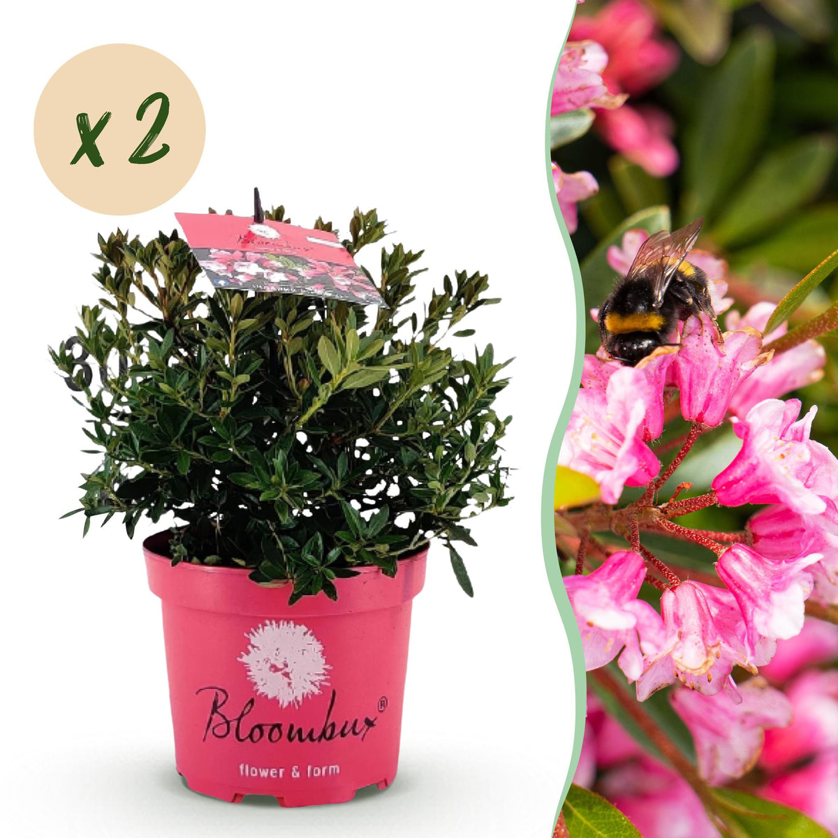 Green boutiQ - Zwergrhododendron - Rhododendron Bloombux Magenta - Blühender Buxus - Wenig Pflege - Rosa Blüte - 2 Pflanzen - Topf 17cm - Höhe 30-40cm 