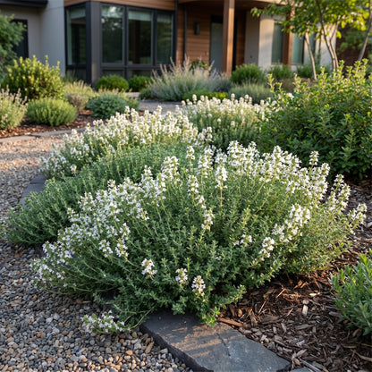 Kriech-Thymian 'Albiflorus' – Thymus praecox 'Albiflorus' – 6 Pflanzen – Topf Ø11cm – Ansicht 6