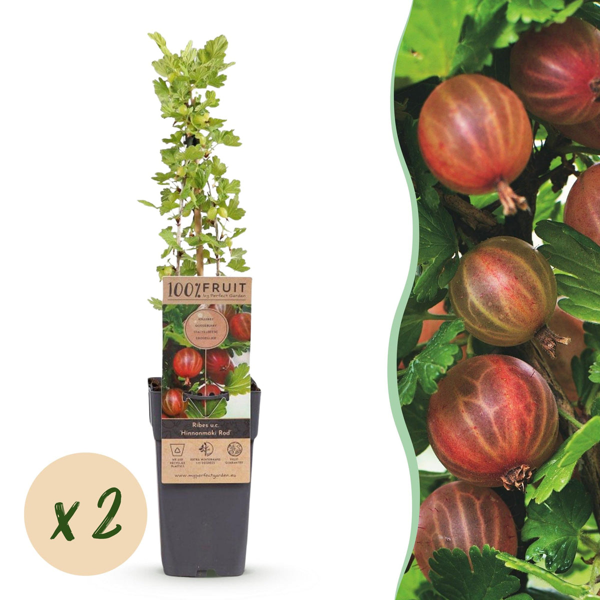 Green boutiQ - Fruit Plant - Ribes uva-crispa Hinnonmäki Röd - Gooseberry - Hardy - Red Currant - 2 Plants - Pot 15cm - Height 50cm 