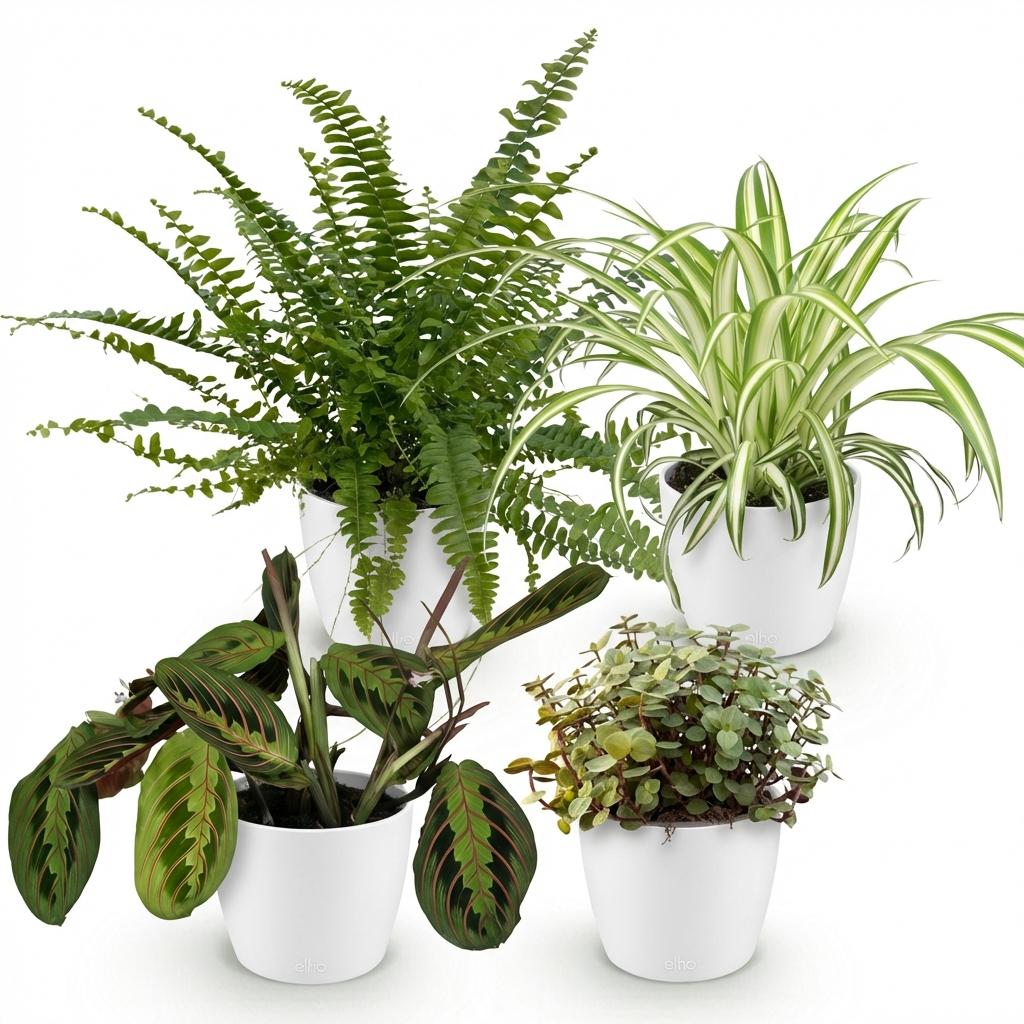 Green boutiQ - Zimmerpflanze - Chlorophytum - Maranta - Calissia - Nephrolepsis - Mix aus 4 - Haustierfreundliche Pflanzen - Grün - 4 Pflanzen - mit Potter Weiß - Topf 12cm - Höhe 25cm 