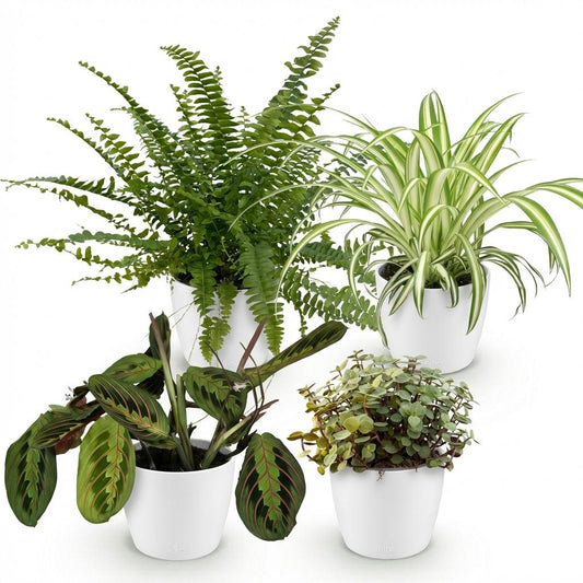 Green boutiQ - Zimmerpflanze - Chlorophytum - Maranta - Calissia - Nephrolepsis - Mix aus 4 - Haustierfreundliche Pflanzen - Grün - 4 Pflanzen - mit Potter Weiß - Topf 12cm - Höhe 25cm 