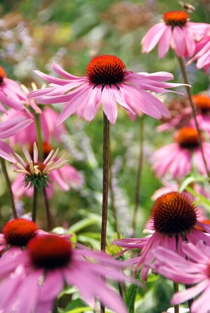 Rotblühender Scheinsonnenhut Echinacea purpurea 'Magnus' – ↕10-25cm – Ø9cm – 6 Pflanzen – Purpur-Sonnenhut – Bienenfreundlich – Für Sonne & Beete – Pflegeleicht 
