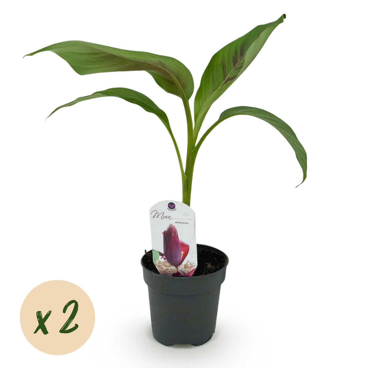 Bananenpflanze Musa sikkimensis Red Tiger – 2 Pflanzen – Tropische Gartenbanane – Ø12 cm, Höhe ca. 30 cm – Exotischer Blickfang für Beet, Balkon & Terrasse 