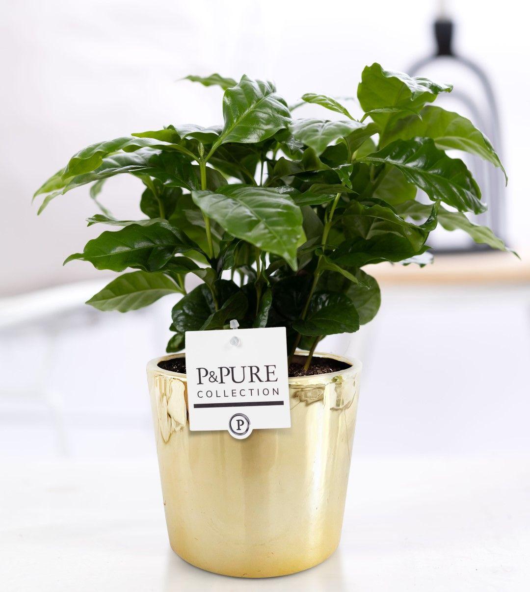 Coffea Arabica In P&PURE Laryssa Ceramics Shiny Gold - Ø12cm - ↕20cm 