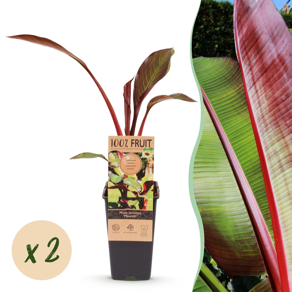 Green boutiQ - Fruit plant - Musa ensete Maurelli - Banana tree - Hardy - Red-Green - 2 Plants - Pot 15cm - Height 50cm 