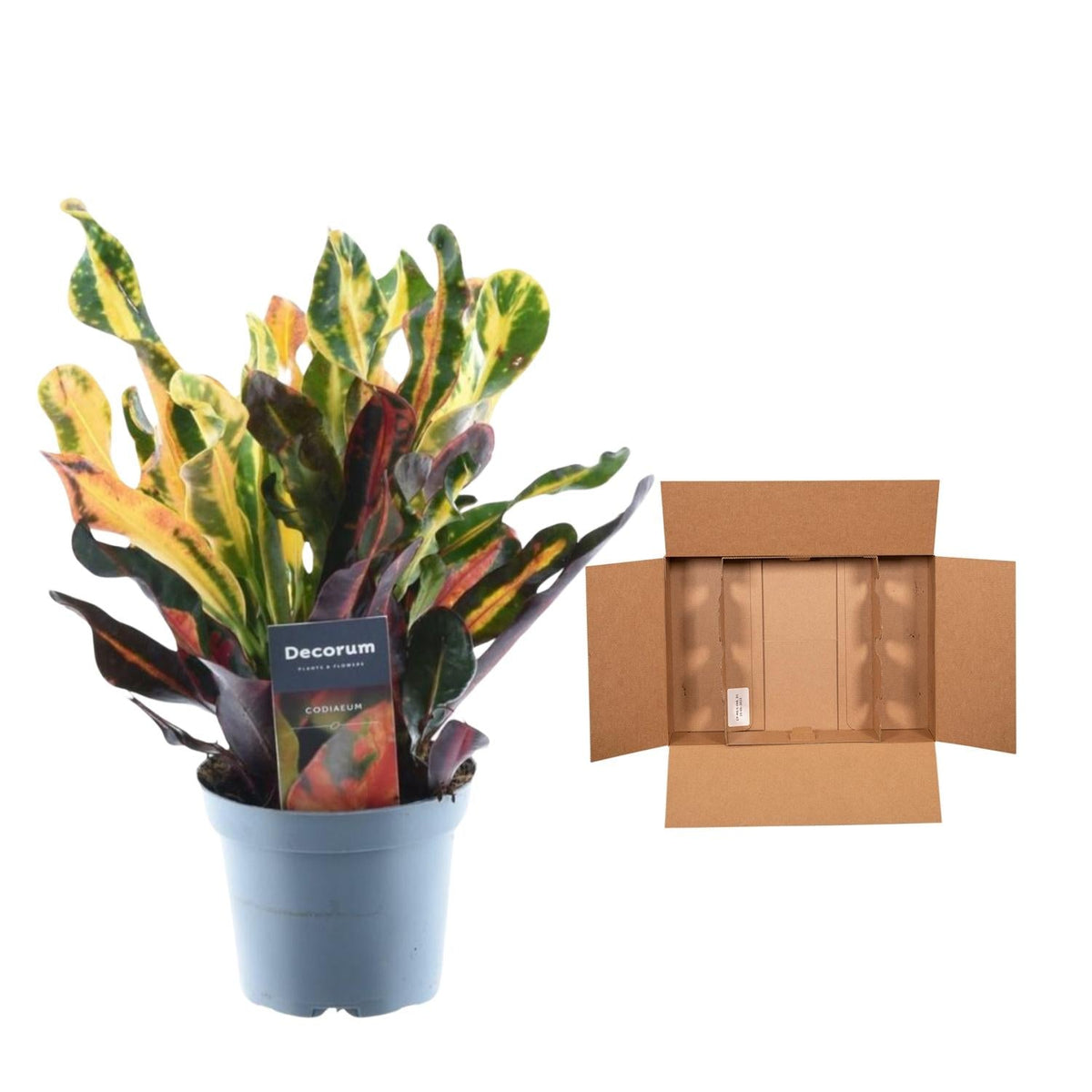 Wunderstrauch – Codiaeum variegatum 'Mammi' – Zimmerpflanze – ca. 30 cm hoch – Topf Ø12 cm – Farbiges Laub – Pflegeleicht 
