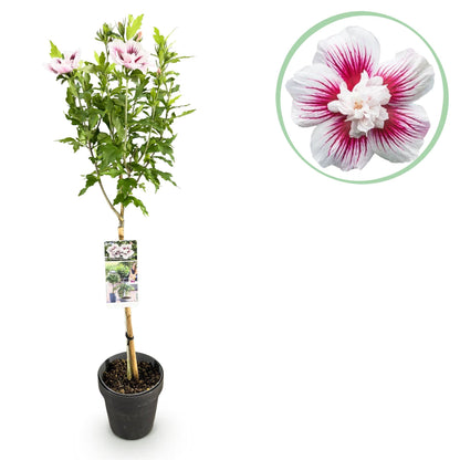 Hibiscus syriacus Starburst Chiffon – Blühende Stamm-Pflanze mit cremeweißen Blüten – Laubabwerfend & pflegeleicht – Ø19 cm – Höhe ca. 90 cm – Für Terrasse & Balkon 