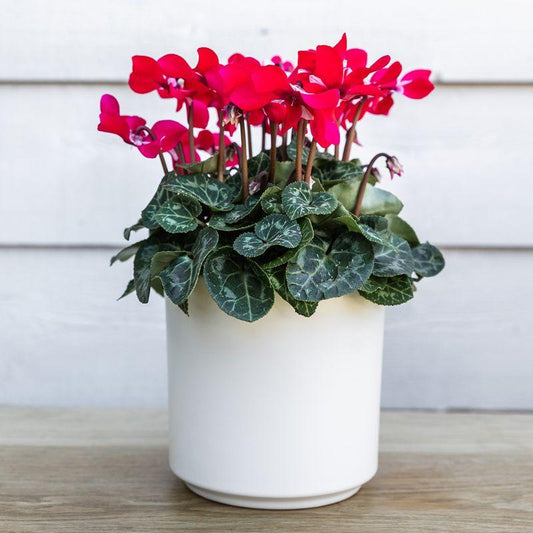 Kolibri Home | Simplicity pot - Wit - 12cm 