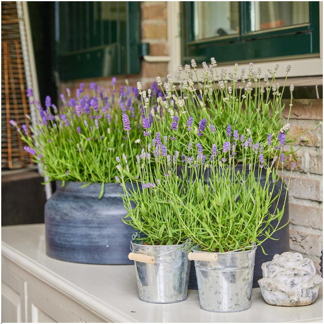 Echter Lavendel Lavandula angustifolia Felice – 3 Pflanzen – Duftender Lavendel im Dekotopf „Old Look“ – Ø13 cm – Winterhart – Für Balkon, Terrasse & Garten 