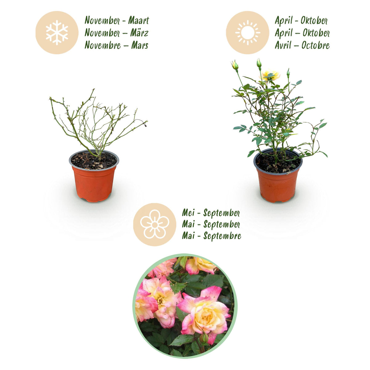 Green boutiQ - Gartenrose - Rosa Tricolor Fairy - Rose - Winterhart - Gelb-Rosa - 1 Pflanze - Topf 12cm - Höhe 20-25cm 