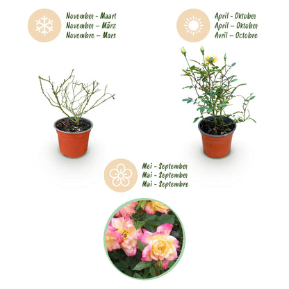 Green boutiQ - Gartenrose - Rosa Tricolor Fairy - Rose - Winterhart - Gelb-Rosa - 1 Pflanze - Topf 12cm - Höhe 20-25cm 