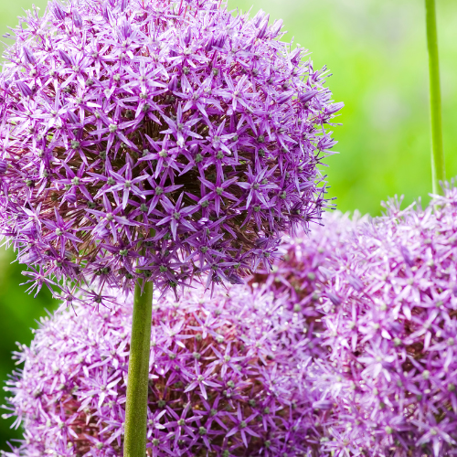 Allium 'Globemaster' – Zierlauch Blumenzwiebeln – 5 Blumenzwiebeln – Extra große violette Blütenbälle – Winterharte Staude für Beet, Rabatte & Schnitt – XXL-Zwiebeln 