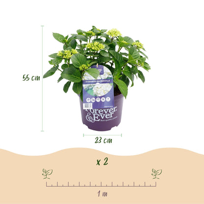 Hortensie Hydrangea macrophylla Forever & Ever Weiß – Balkonpflanze – 7-12 Blüten – Topf 23 cm – Höhe 55 cm – Pflegeleicht – Für Beet, Terrasse & Balkon 