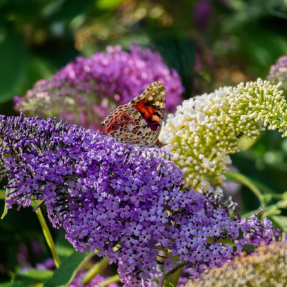 Schmetterlingsstrauch Buddleja davidii Tricolour – Blüten Rosa, Weiß & Lila – Bienen- & Schmetterlingsfreundlich – 17 cm x H30 cm – pflegeleicht 