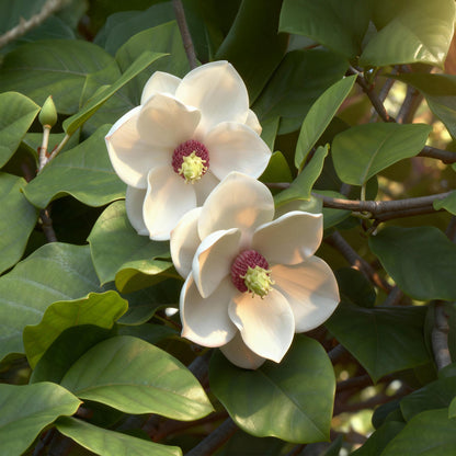 GreenboutiQ - Gartenpflanze - Magnolia sieboldii - Blüte Weiß-Rot - 1 Pflanze - Laubabwerfend - Wenig Pflege - Topf 12cm Höhe 30cm 