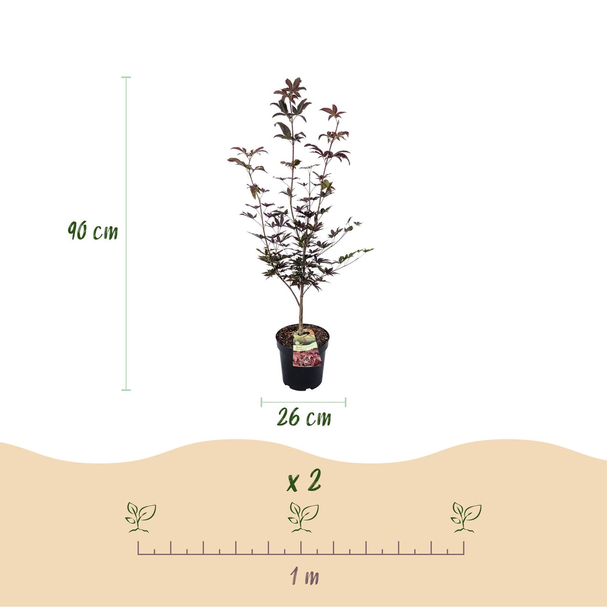 Green boutiQ - Gartenpflanze - Acer palmatum Bloodgood - Japanischer Ahorn - Laubabwerfend - Rot - 1 - Topf 26cm - Höhe 90cm 