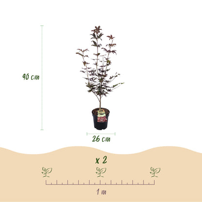 Green boutiQ - Gartenpflanze - Acer palmatum Bloodgood - Japanischer Ahorn - Laubabwerfend - Rot - 1 - Topf 26cm - Höhe 90cm 
