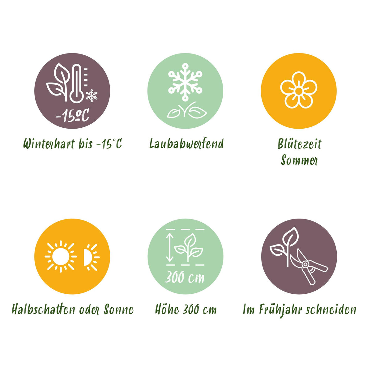 GreenboutiQ - Gartenpflanze - Cotinus coggyria Lilla - Lila 1 Pflanze - Laubabwerfend - Wenig Pflege - Topf 12cm Höhe 35cm 