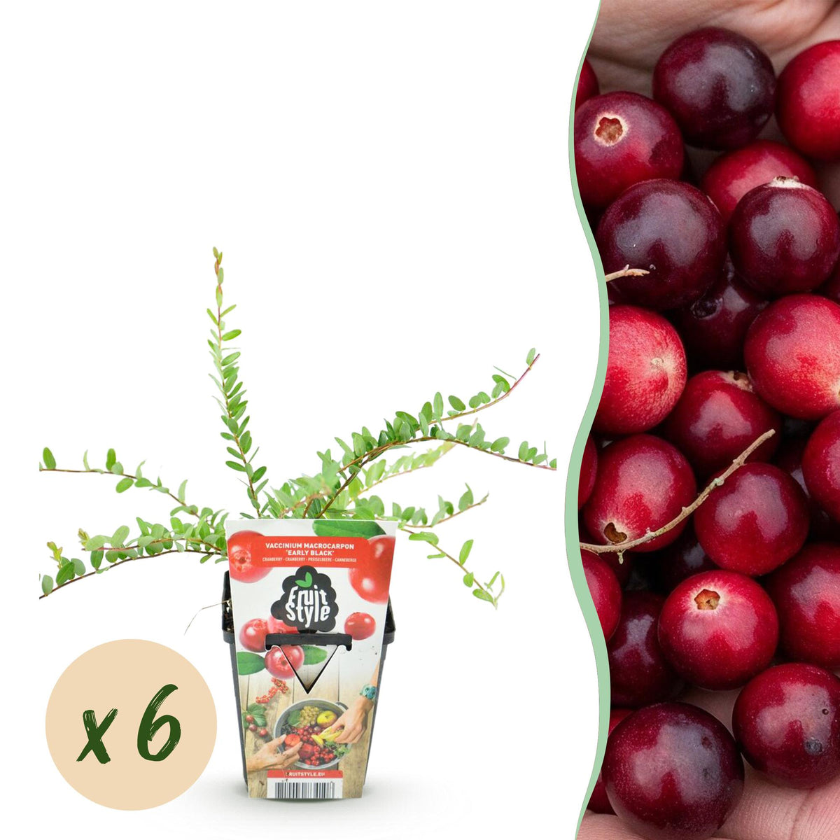 Blaubeerpflanzen Vaccinium macrophylla Early Black winterhart 6 Pflanzen Höhe 35cm Ø9cm – Dunkelrote Beeren – Pflegeleichte Obstpflanze für Garten Balkon & Terrasse 