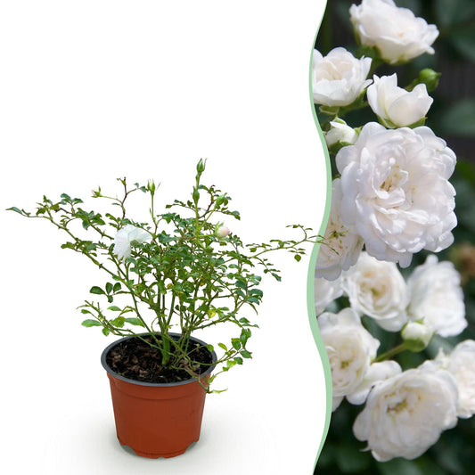 Green boutiQ - Gartenrose - Rosa White Fairy - Rose - Winterhart - Weiß - 1 Pflanze - Topf 12cm - Höhe 20-25cm 