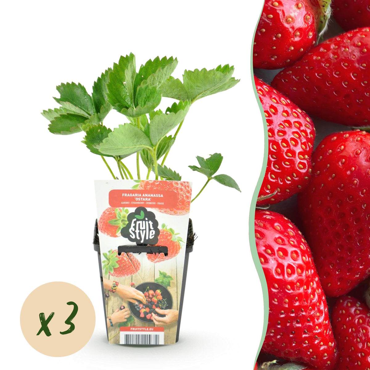 GreenboutiQ - Obstpflanzen - Erdbeere - Fragaria Elsanta - Winterhart - 3 Pflanzen - Topf 9 cm - Rote Erdbeere 