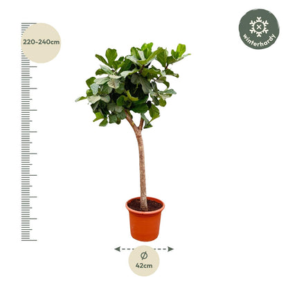 Ficus Lyrata boom XXXL - 230cm - ø40-45 
