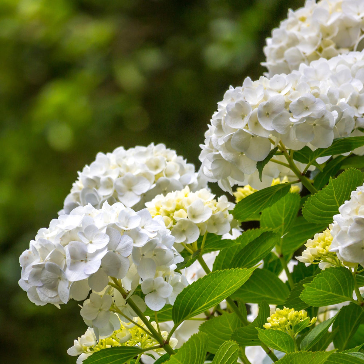 Hortensie – Hydrangea macrophylla Weiß – Blüte Weiß – Ø17cm – ↕30cm – Laubabwerfend – Pflegeleicht 