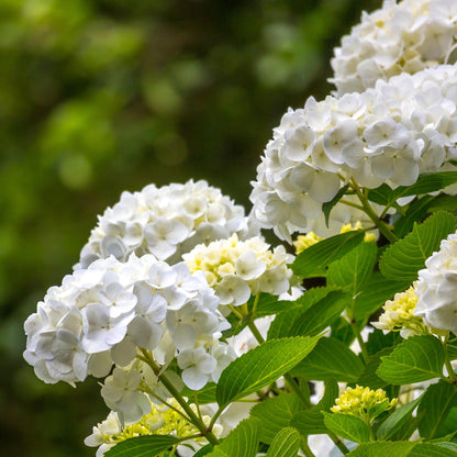 Hortensie – Hydrangea macrophylla Weiß – Blüte Weiß – Ø17cm – ↕30cm – Laubabwerfend – Pflegeleicht 