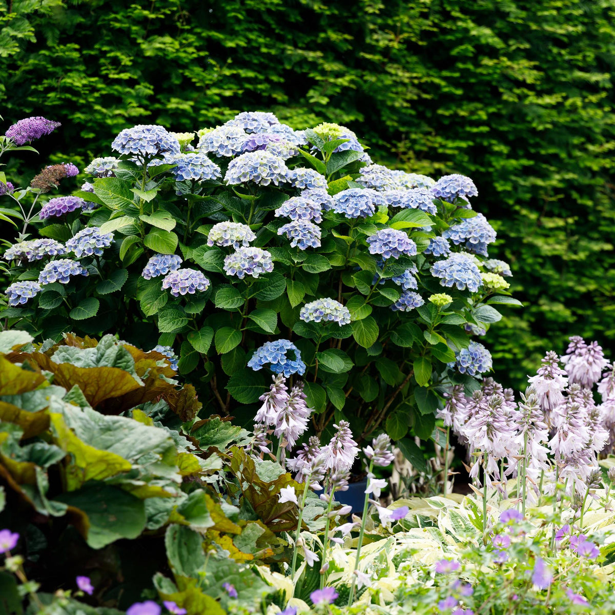 Hortensie Magical Revolution Blue – Blau – 2 Pflanzen – Hydrangea macrophylla – 23 cm – Ca. 55 cm hoch – 6–10 Blüten – Für Beet, Balkon & Terrasse – Pflegeleicht & winterhart 