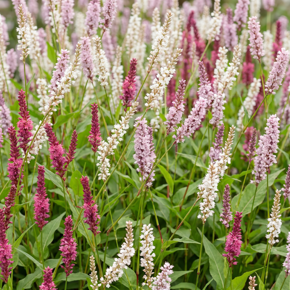Knöterich 'Tricolour' – Persicaria 'Tricolour' – 6 Pflanzen – Topf Ø11cm – Ansicht 5