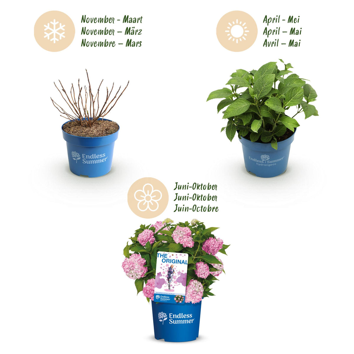 Green boutiQ - Gartenpflanze - Hydrangea Endles Summer The Original Pink - Hortensie - Winterhart - Rosa - 1 Pflanze - Topf 14cm - Höhe 20-25cm 