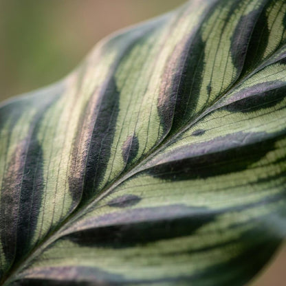 Green boutiQ - Zimmerpflanze - Pfauen-Korbmarante - Calathea Makoyana - Grün - Pflegeleicht - 1 Pflanze - Topf 19cm - Höhe 70cm 