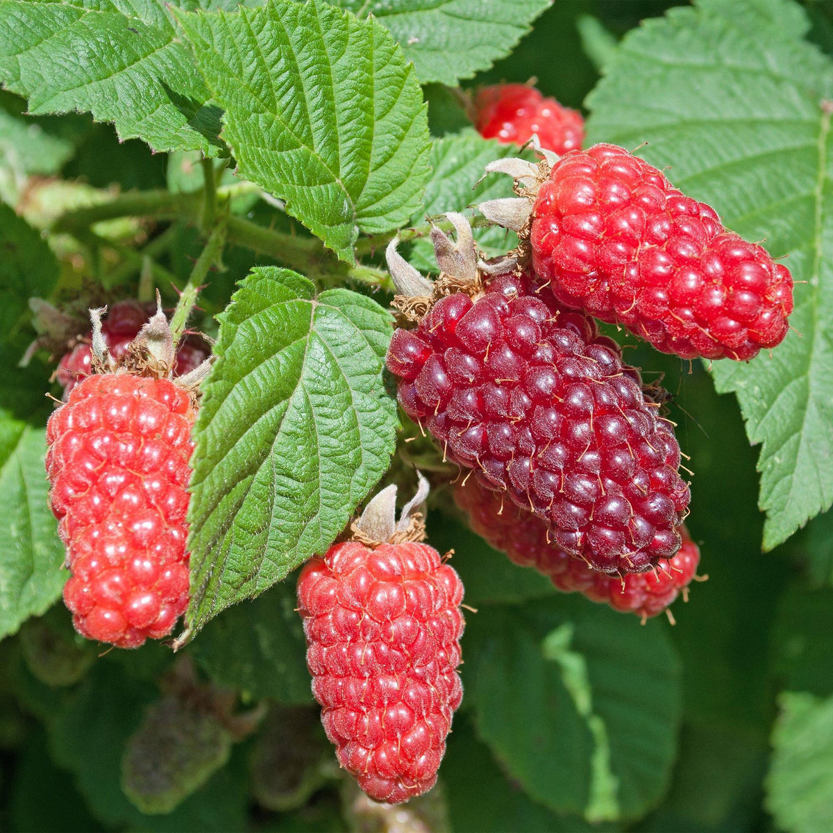 Green boutiQ - Fruit plant - Rubus log. Tayberry - Raspberry Bushes - Hardy - Purple Raspberries - 2 Plants - Pot 15cm - Height 50cm 