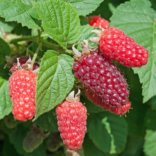 Green boutiQ - Fruit plant - Rubus log. Tayberry - Raspberry Bushes - Hardy - Purple Raspberries - 2 Plants - Pot 15cm - Height 50cm 