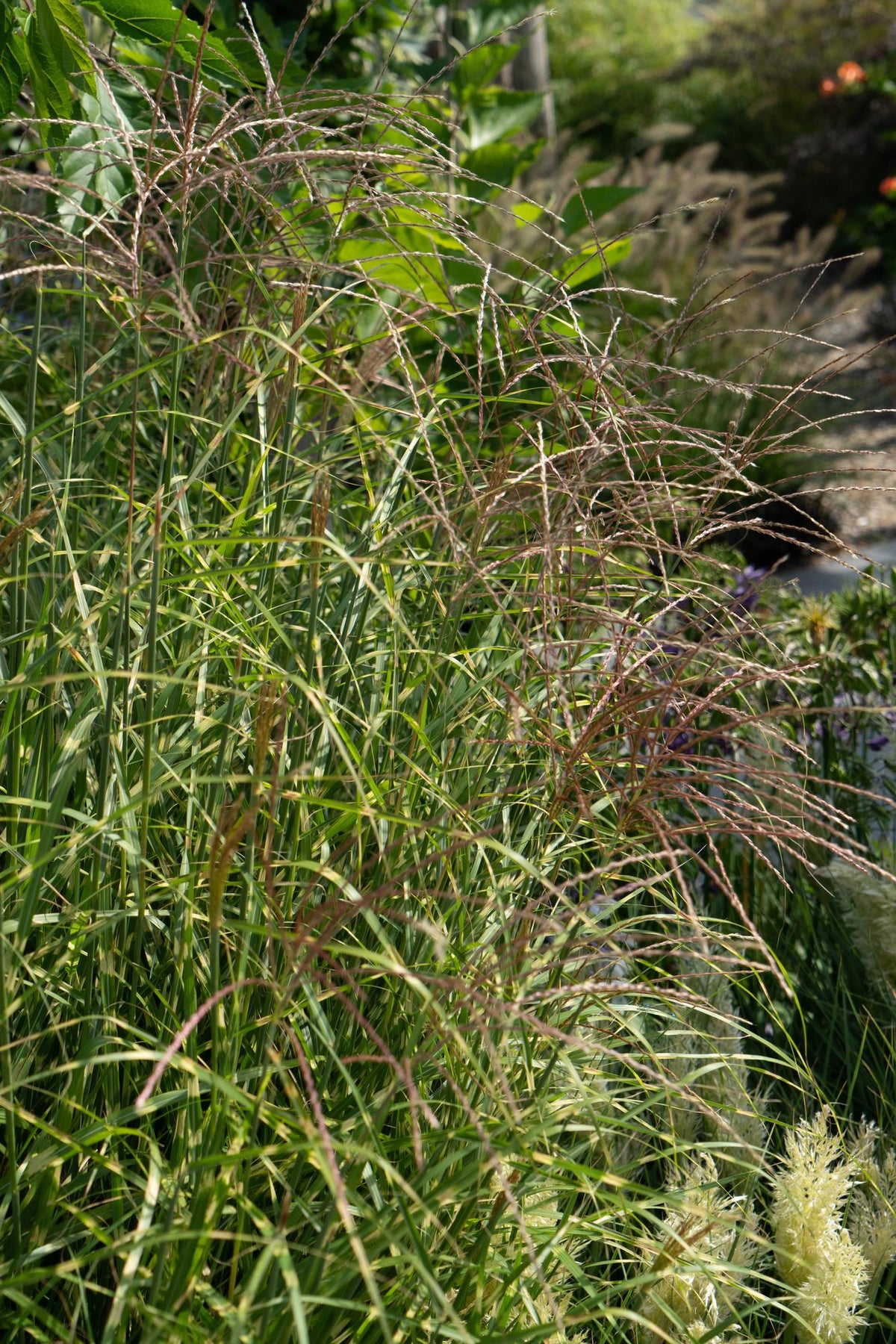 Stachelschweingras Miscanthus sinensis Strictus – Ziergras – Ø23cm – ↕60cm – Zebragras mit grün-gelben Querstreifen – Winterhart & pflegeleicht – Für Beet & Kübel 