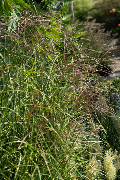 Stachelschweingras Miscanthus sinensis Strictus – Ziergras – Ø23cm – ↕60cm – Zebragras mit grün-gelben Querstreifen – Winterhart & pflegeleicht – Für Beet & Kübel 