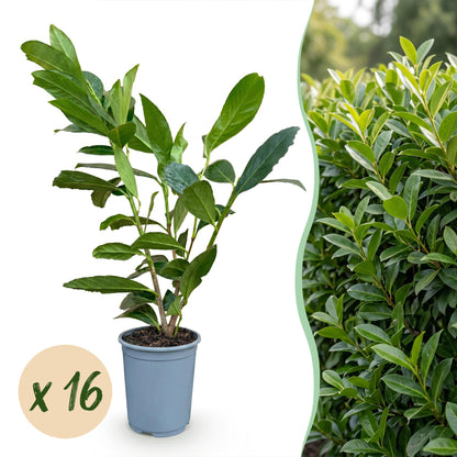 Kirschlorbeer 'Caucasica' – Prunus laurocerasus 'Caucasica' – 16 Heckenpflanzen – Topf Ø9cm – Höhe 25-35cm