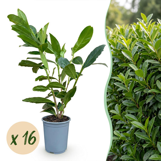 Kirschlorbeer 'Caucasica' – Prunus laurocerasus 'Caucasica' – 16 Heckenpflanzen – Topf Ø9cm – Höhe 25-35cm