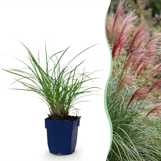 Chinaschilf 'Red Chief' – Miscanthus sinensis 'Red Chief' – 12 Pflanzen – Topf Ø11cm