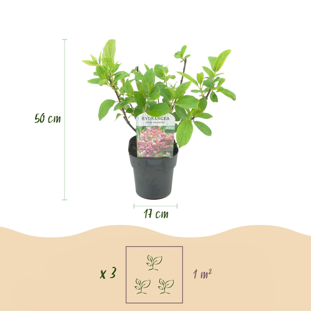 Rispenhortensie – Hydrangea panniculata Pink Diamond – Blüte Weiß-Rosa – Laubabwerfend – Große Blüten – 17cm – Höhe ca. 50cm 