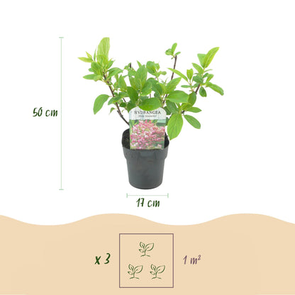 Rispenhortensie – Hydrangea panniculata Pink Diamond – Blüte Weiß-Rosa – Laubabwerfend – Große Blüten – 17cm – Höhe ca. 50cm 
