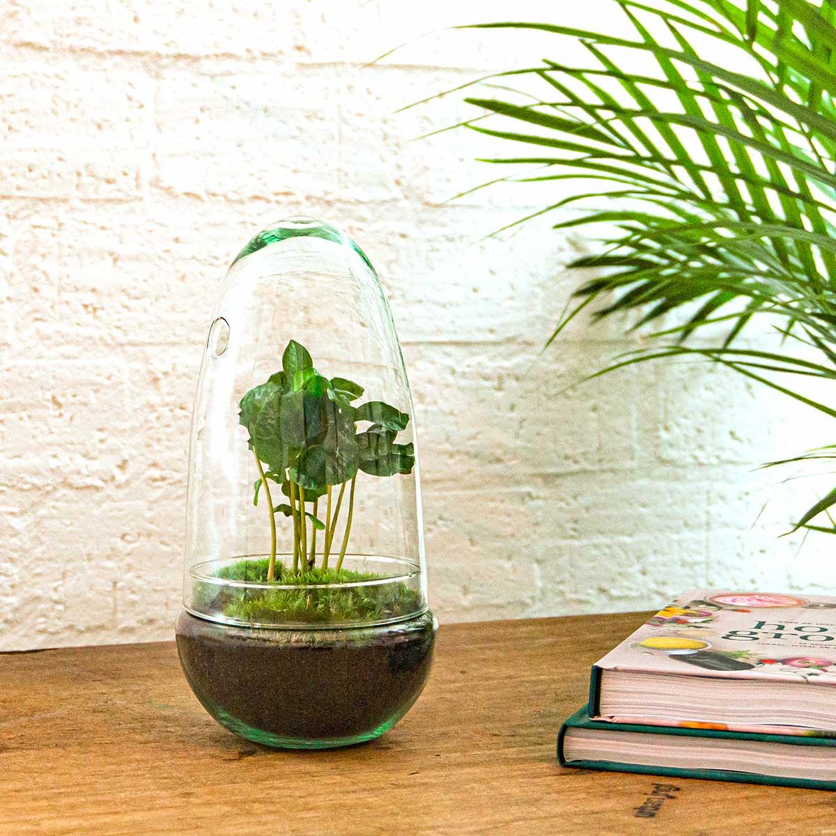 Flaschengarten Egg Coffea Arabica – DIY Pflanzen-Terrarium – Höhe 25 cm – Selbstversorgendes Mini-Ökosystem – Inkl. Moos, Erde & Pflanze – Einfacher Aufbau in 5 Schritten – Für Zuhause & Büro 