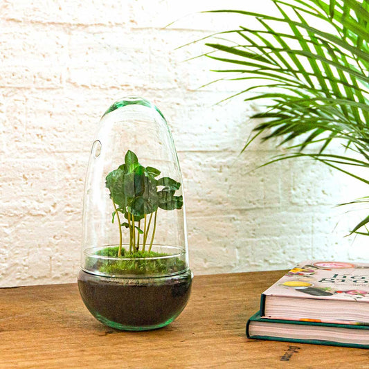 Flaschengarten Egg Coffea Arabica – DIY Pflanzen-Terrarium – Höhe 25 cm – Selbstversorgendes Mini-Ökosystem – Inkl. Moos, Erde & Pflanze – Einfacher Aufbau in 5 Schritten – Für Zuhause & Büro 
