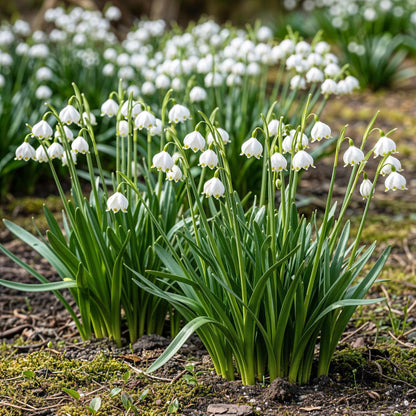 GreenboutiQ - Blumenzwiebeln - Leucojum Aestivum - Farbe Weiß - 20 Stück - Zwiebelgröße 8/9 - XXL Pack 