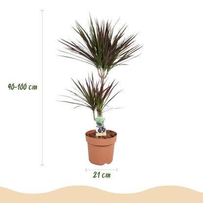 Green boutiQ - Zimmerpflanzen - Dracaena Magenta - Drachenblutbaum - Wenig Pflege - mit Potter Weiß - Rot - 1 Pflanze - mit Potter Weiß - Topf 21cm - Höhe 90-100cm 