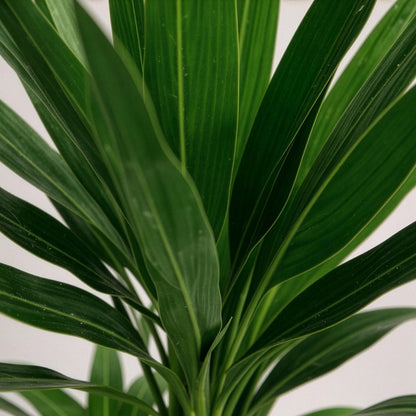 Palmlilie Yucca Elephantipes – 75cm – 17cm – Pflegeleichte Palmlilie mit schmalen, grünen Blättern – Robuste, luftreinigende Zimmerpflanze für moderne Innenräume 