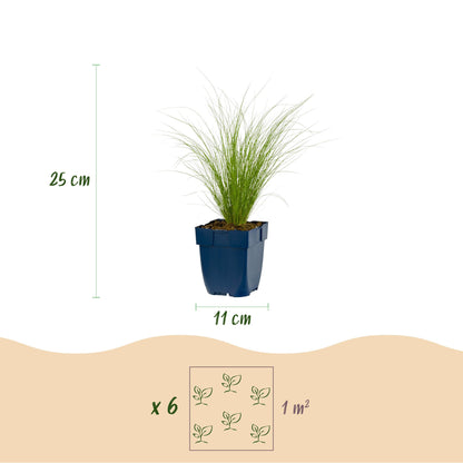 Federgras 'Ponytails' – Stipa tenuissima 'Ponytails' – 6 Pflanzen – Topf Ø11cm – Staude für Garten & Balkon – Ansicht 3
