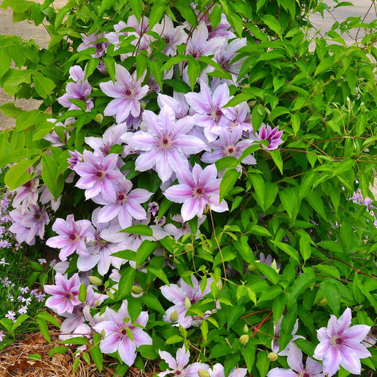 Kletterpflanze Clematis Nelly Moser – Rosa Blüten – Wenig Pflege – 2 Pflanzen – 11 cm Höhe 40 cm – Für Garten, Balkon & Pergolen 